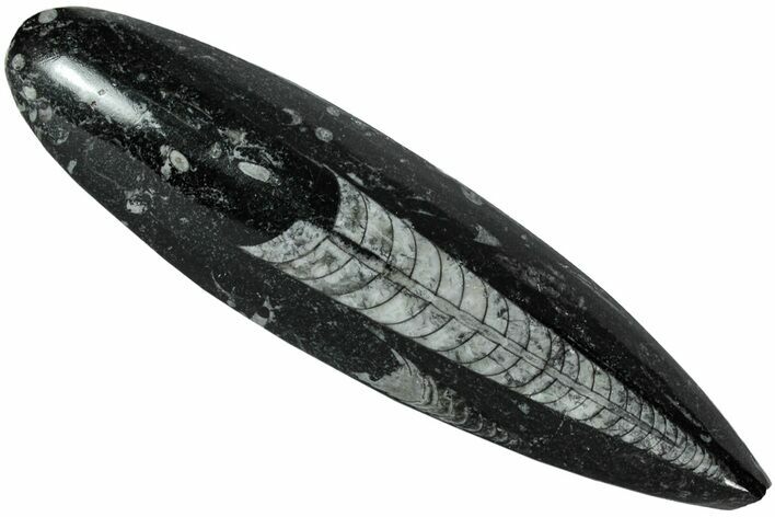 Polished Fossil Orthoceras (Cephalopod) - Morocco #216171